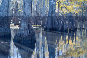 Natural capital